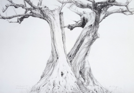 Olivenbaum bei Entrecastraux • 2012 Schwarzstift • 70 cm x 100 cm