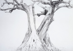 Olivenbaum bei Entrecasteaux, 2015, 100cm x 70cm, Schwarzstift
